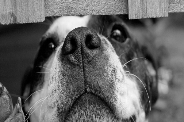 Dogsense