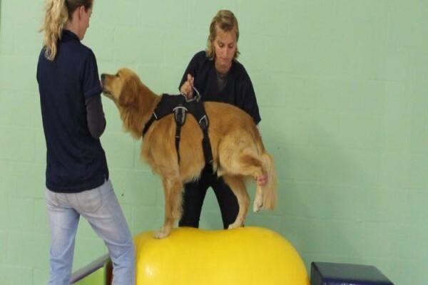 Dogsense
