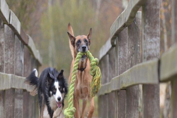 Dogsense