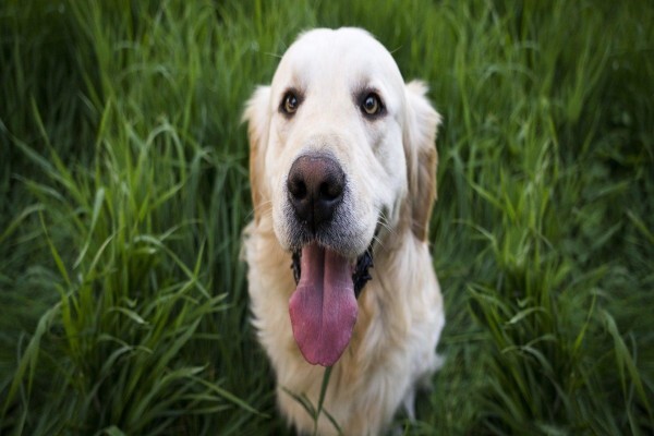 Dogsense