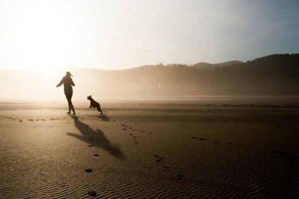 Dogsense