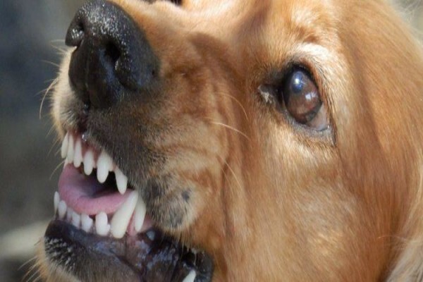 Dogsense