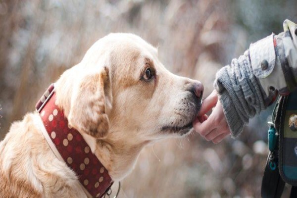Dogsense