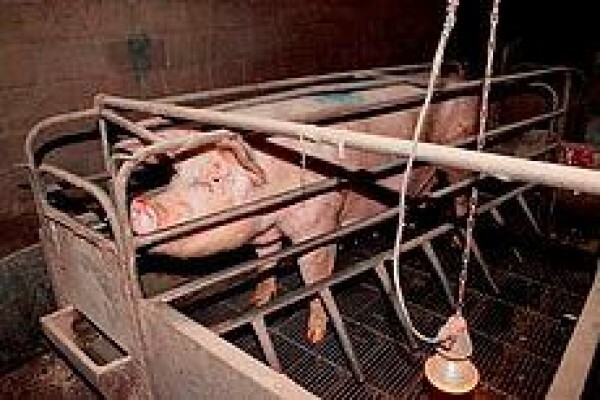 Humane Education