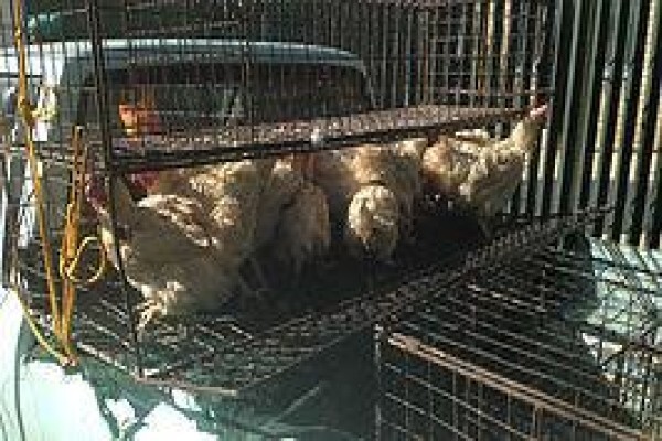Humane Education