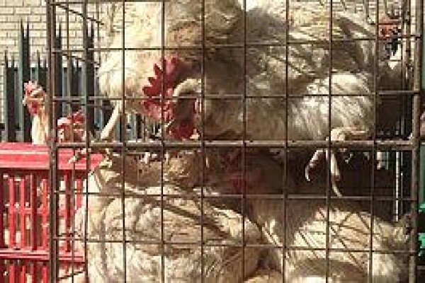 Humane Education
