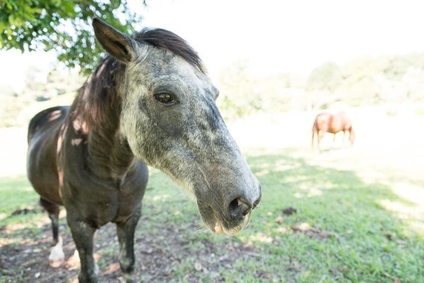 Kloof Spca