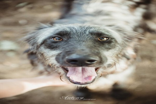 Kloof Spca