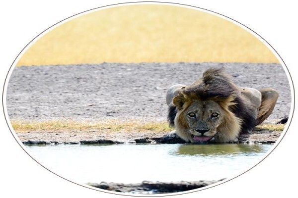Mal D'Africa