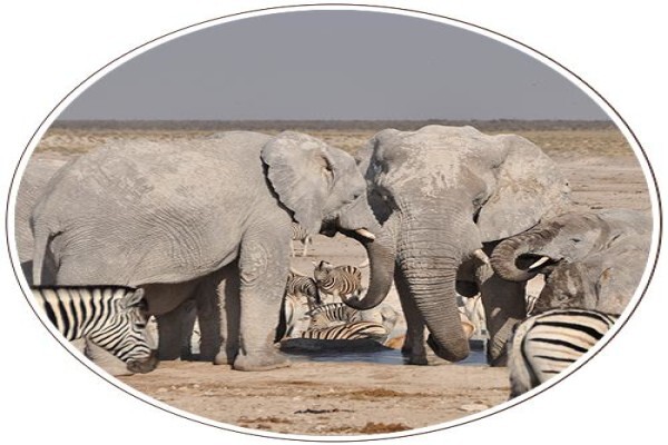 Mal D'Africa
