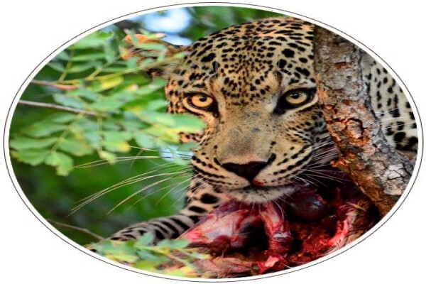 Mal D'Africa