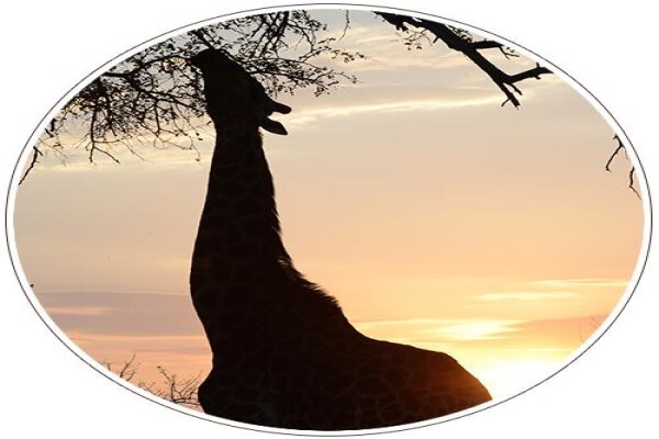 Mal D'Africa