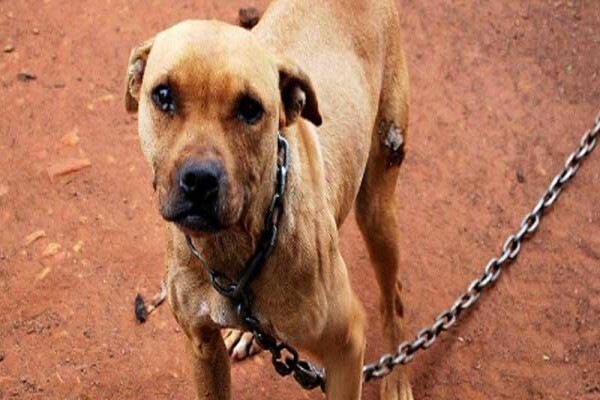 Nspca