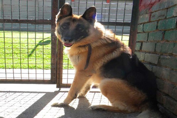Nspca