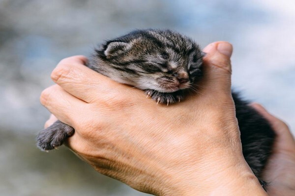 Nspca