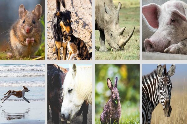 Nspca