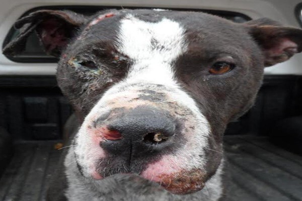 Nspca