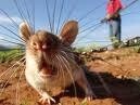 Pets On The Move