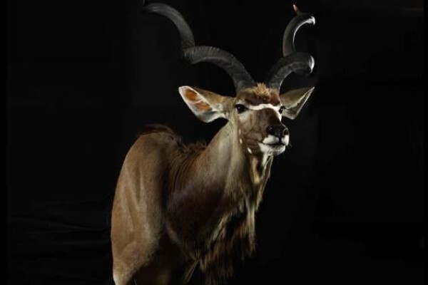 Splitting Image Taxidermy