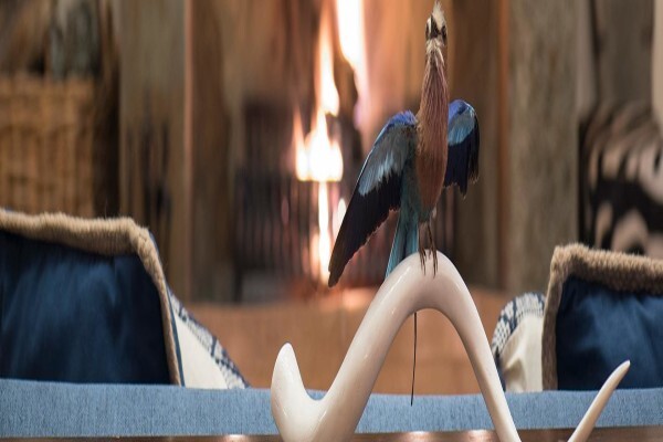 Splitting Image Taxidermy