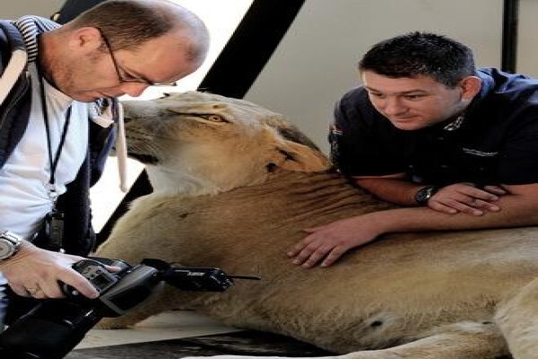 Splitting Image Taxidermy