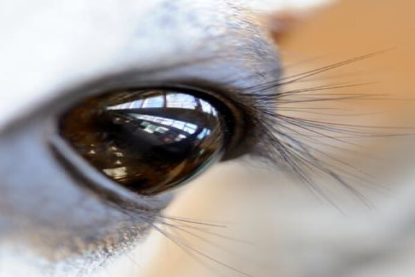 Splitting Image Taxidermy