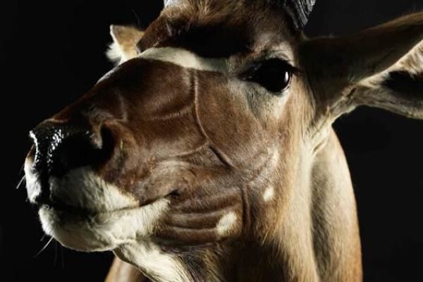 Splitting Image Taxidermy