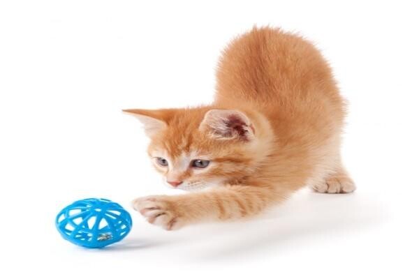 Village Vet