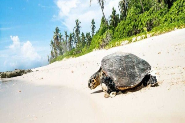 Wildlife Act
