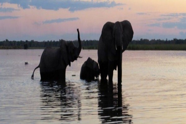 Wildlife Act