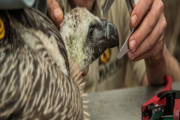 Wildlife Act