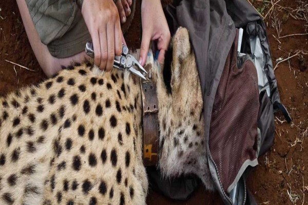 Wildlife Act
