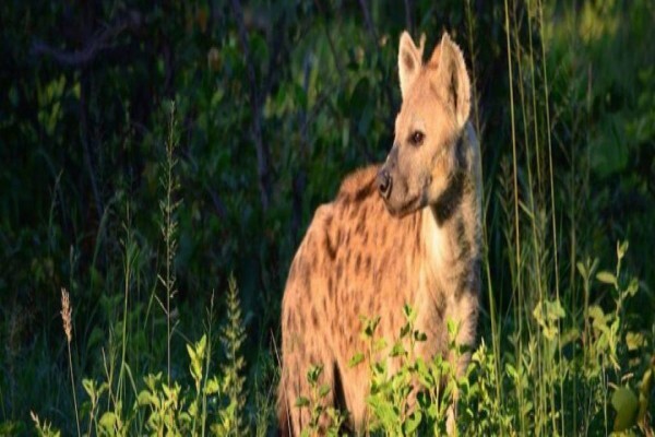 Wildlife Act