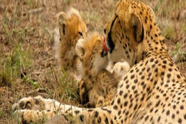 Wildlife Act