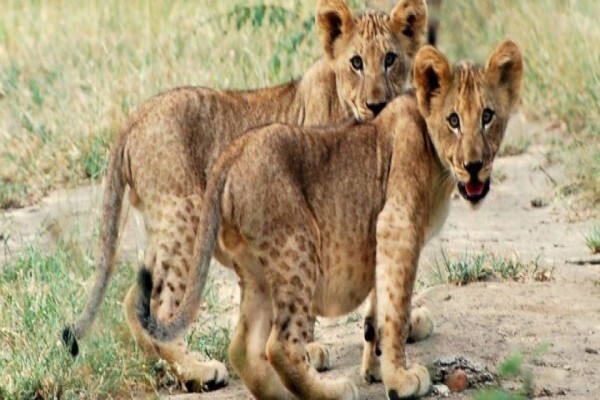 Wildlife Act