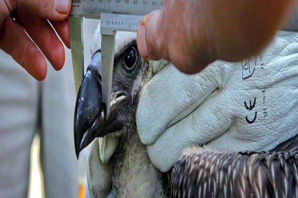 Wildlife Act