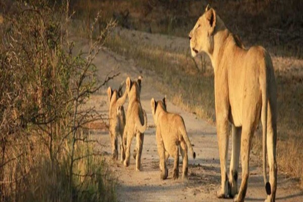 Wildlife Act