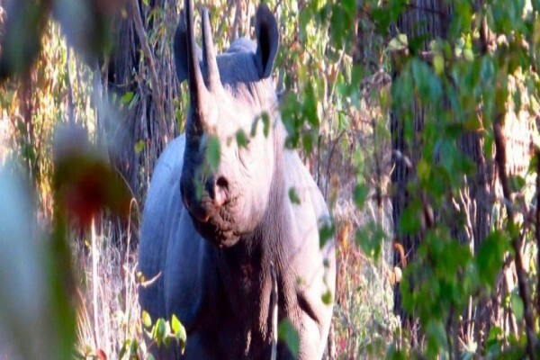 Wildlife Act