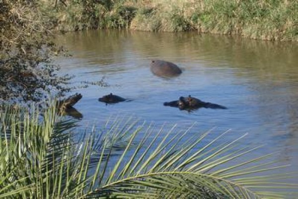 Wanyana Projects