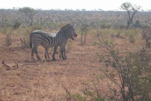 Wanyana Projects