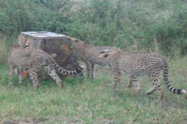 Wanyana Projects