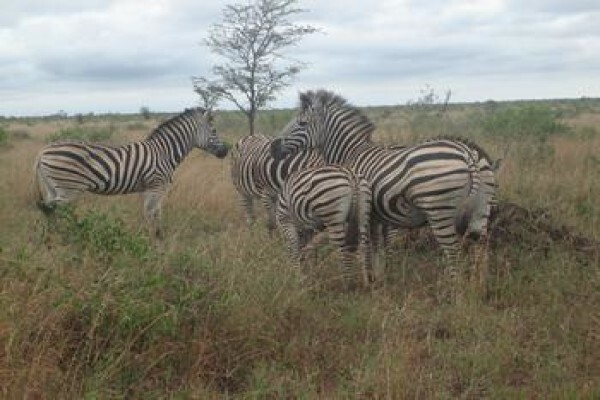 Wanyana Projects