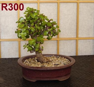 Bonsai Care