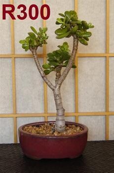 Bonsai Care