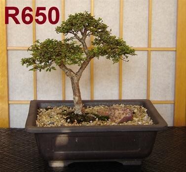 Bonsai Care