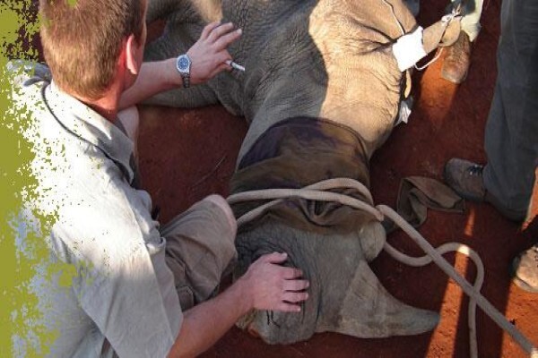 African Son Wildlife Services