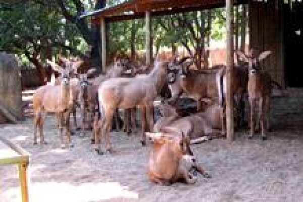 African Son Wildlife Services