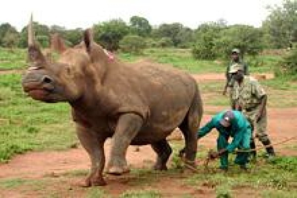African Son Wildlife Services