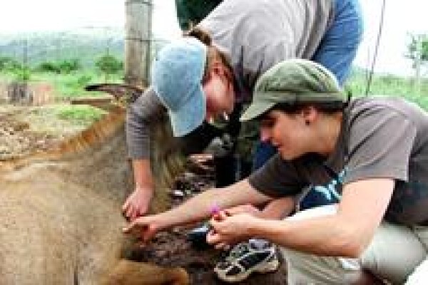 African Son Wildlife Services