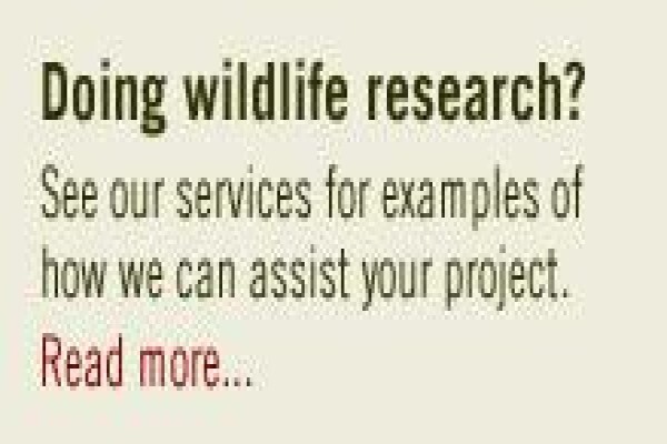 African Son Wildlife Services